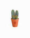 DESERT CACTUS | Limited edition