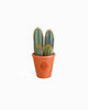 DESERT CACTUS | Limited edition